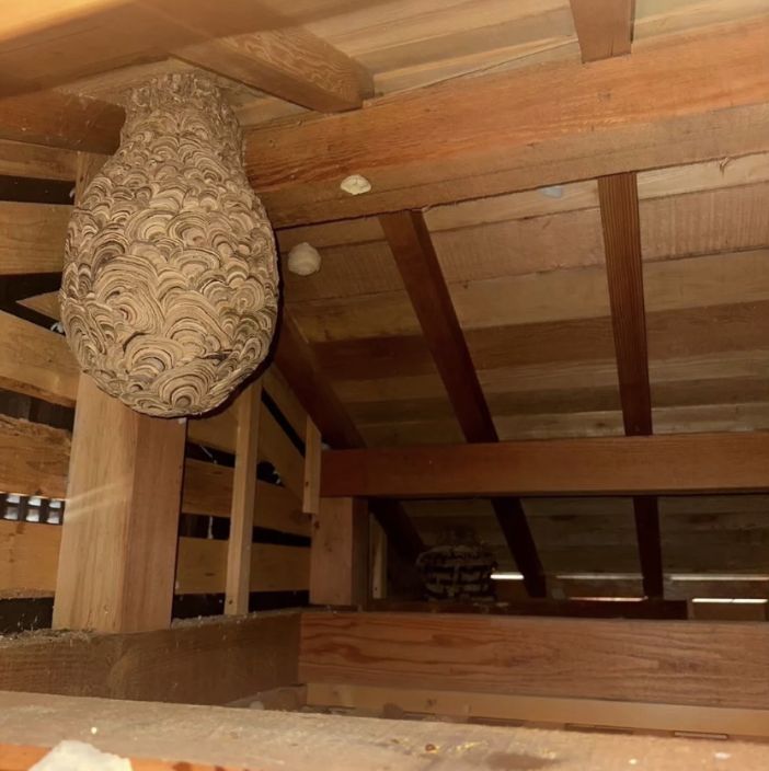 天井裏の蜂の巣
