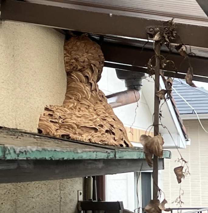 屋根の上の蜂の巣