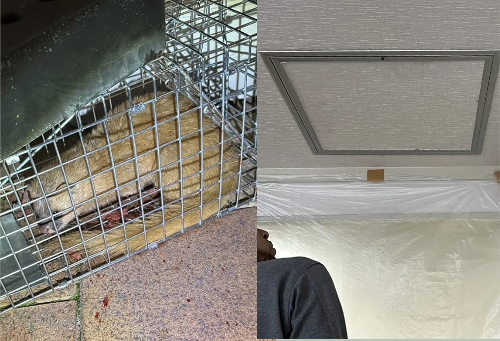イタチ捕獲と点検口取り付け施工写真
